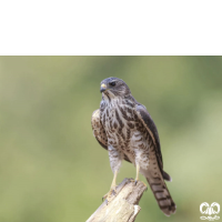 گونه پیغو Levant Sparrowhawk